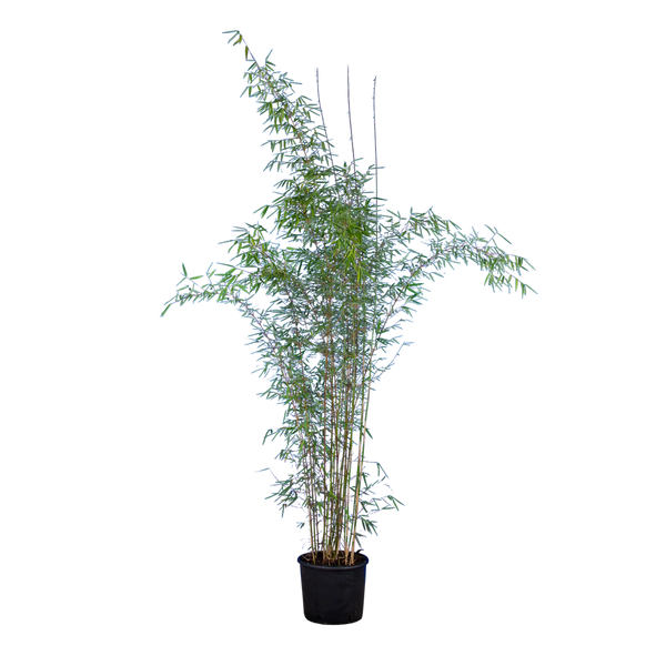 Fargesia murieliae bamboe planten kopen online winkel