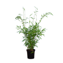 Bamboe Jumbo