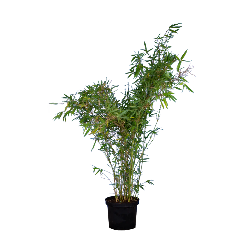 Bamboe Nitida