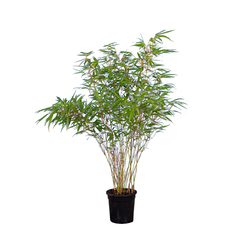 Bamboe rufa