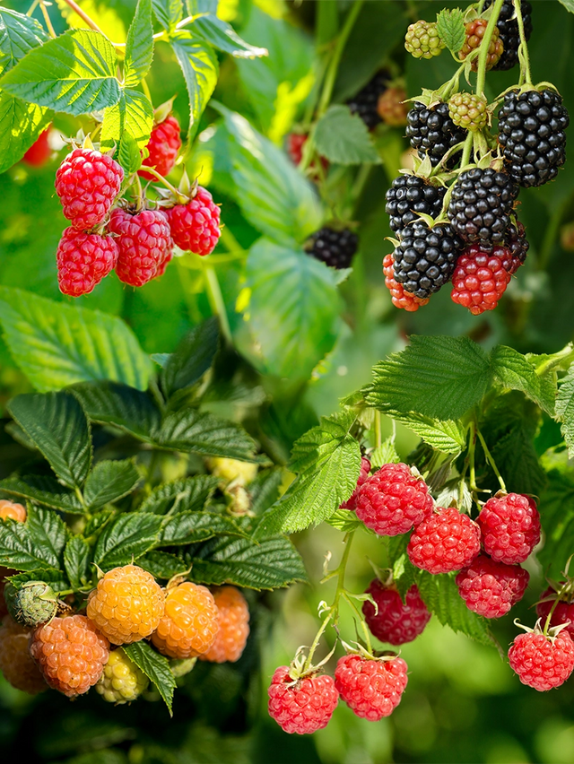 Gemengde fruittuin frambozen mix