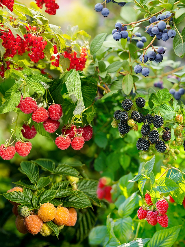 Fruittuin voor kinderen