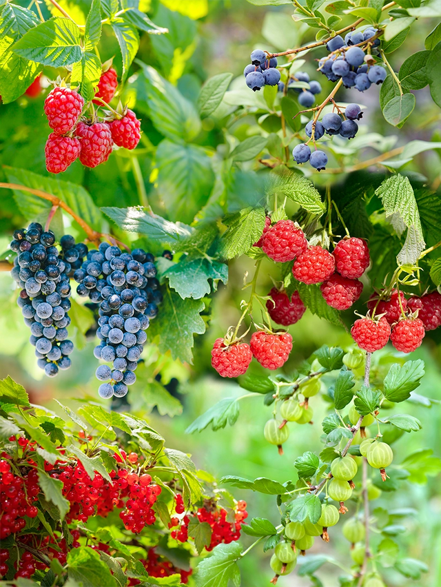 Gemengde fruittuin met oude soorten