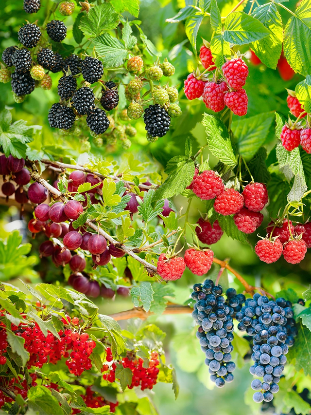 Gemengde fruittuin voor grote tuinen
