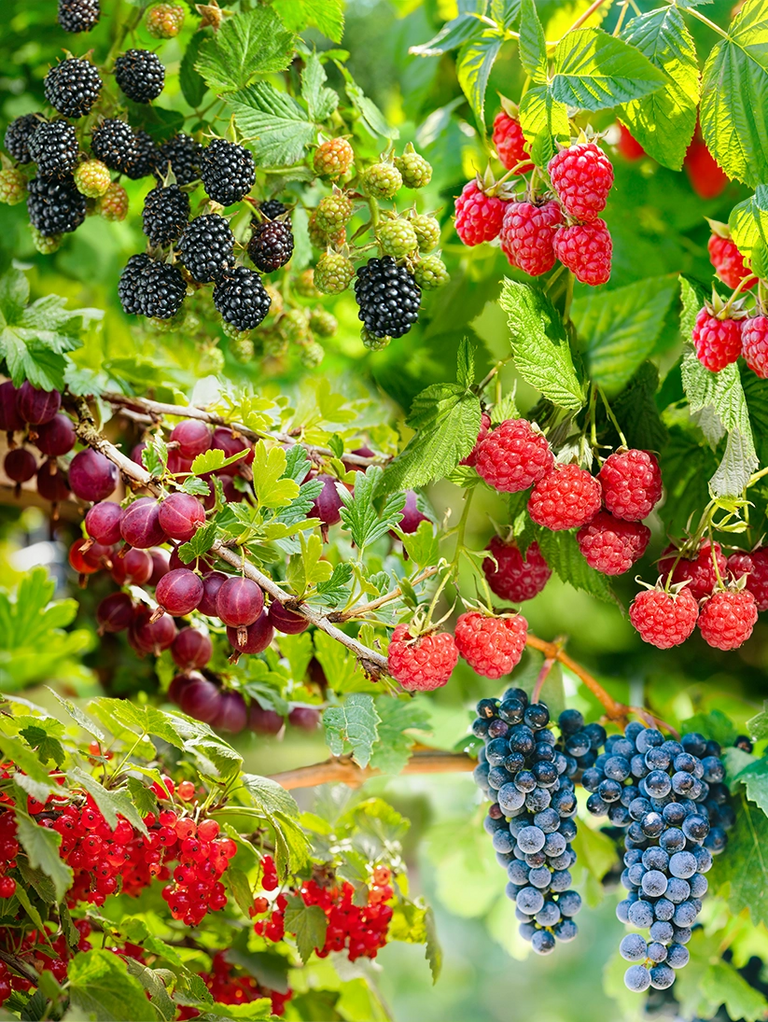 Gemengde fruittuin voor grote tuinen