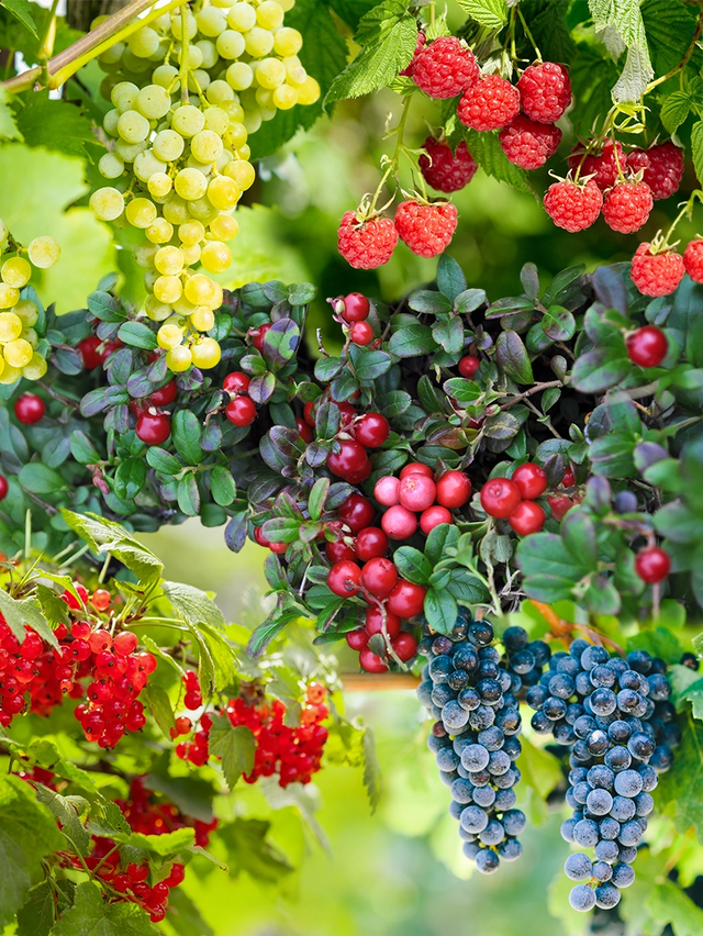 Gemengde fruittuin voor kleine tuinen