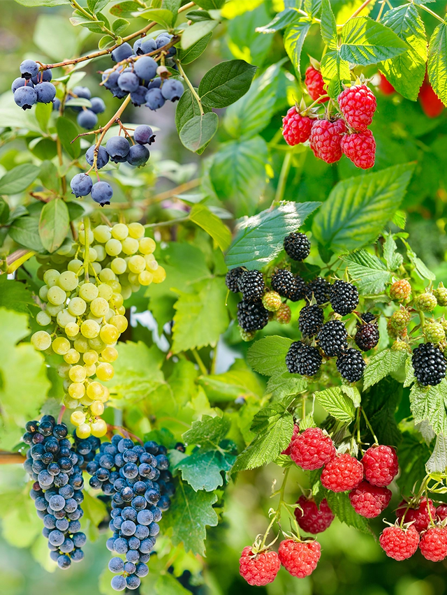 Gemengde fruittuin zoet fruit