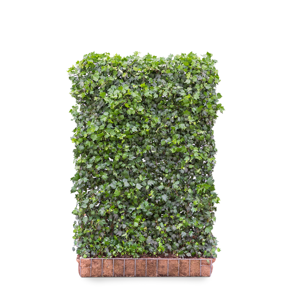 Klimop Green Ripple