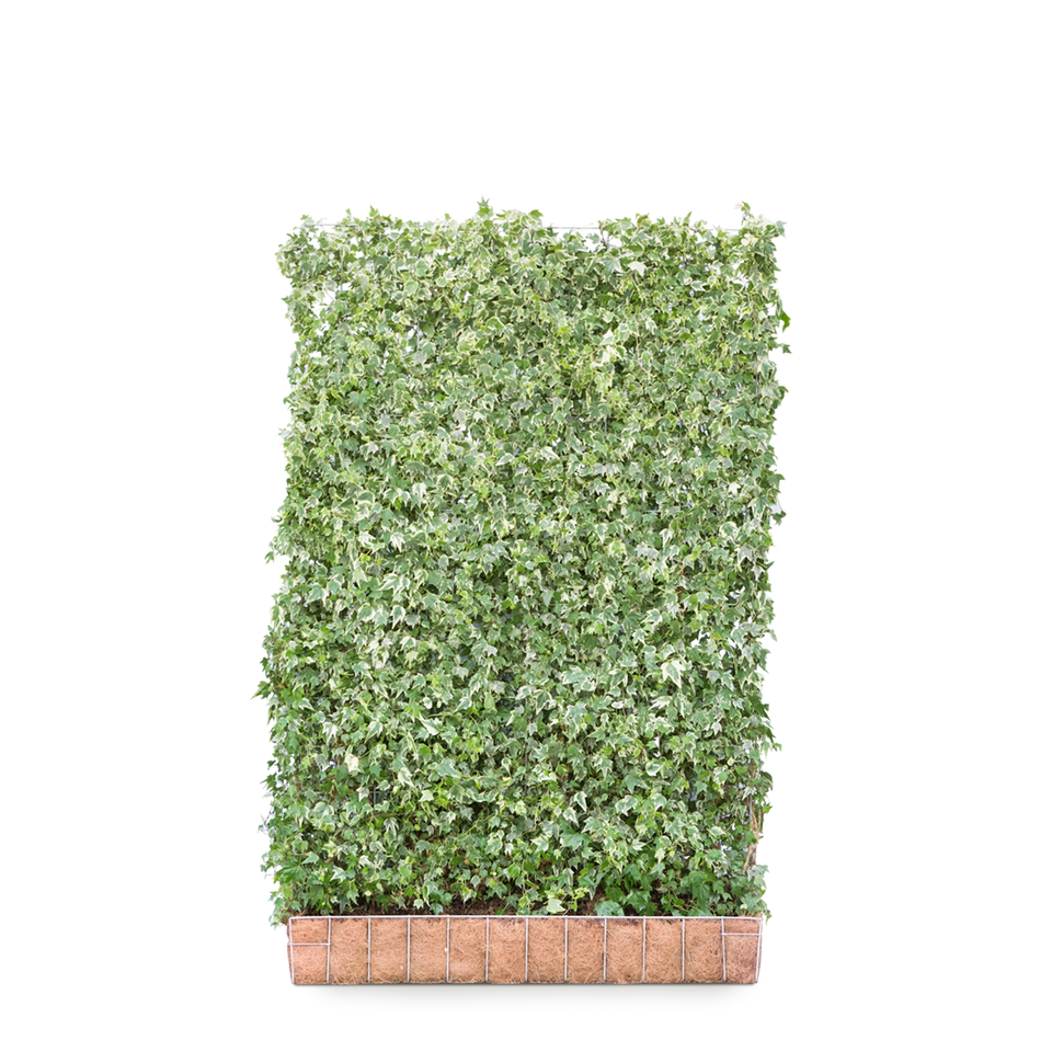 Klimop White Ripple