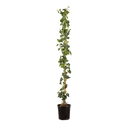 Grootbladige klimop