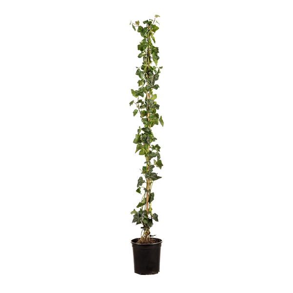 Grootbladige klimop (Hedera Hibernica) | 100-125 cm In pot