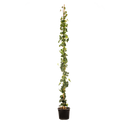 Grootbladige klimop