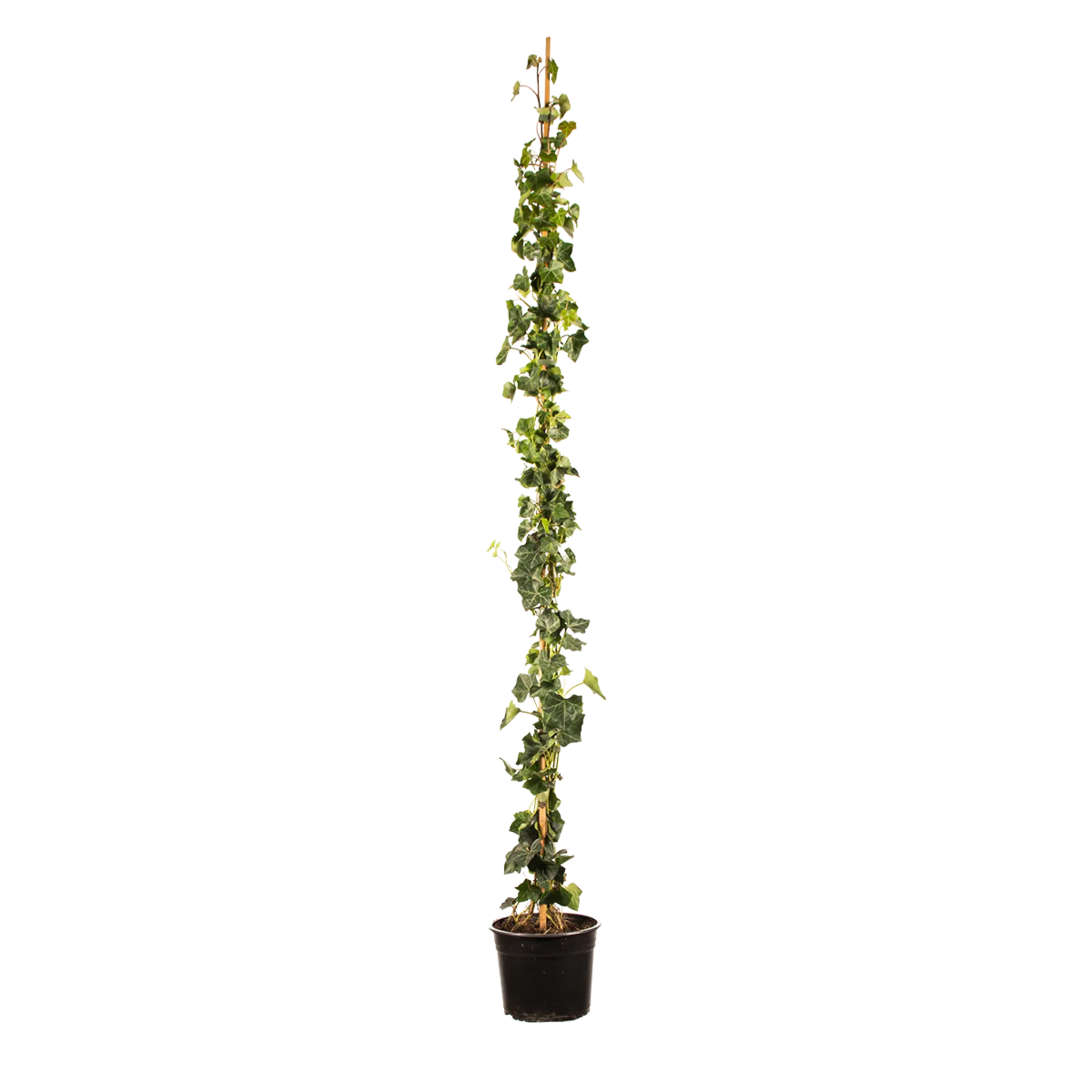 Grootbladige klimop