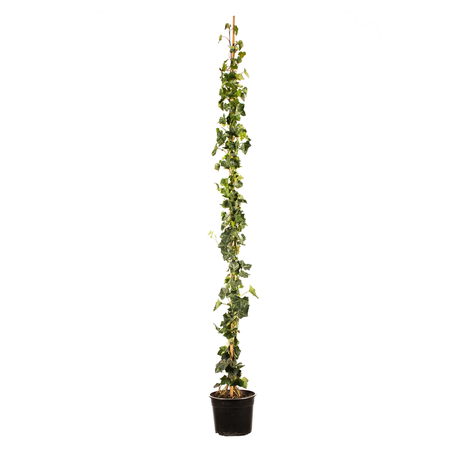 Grootbladige klimop