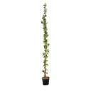 Grootbladige klimop