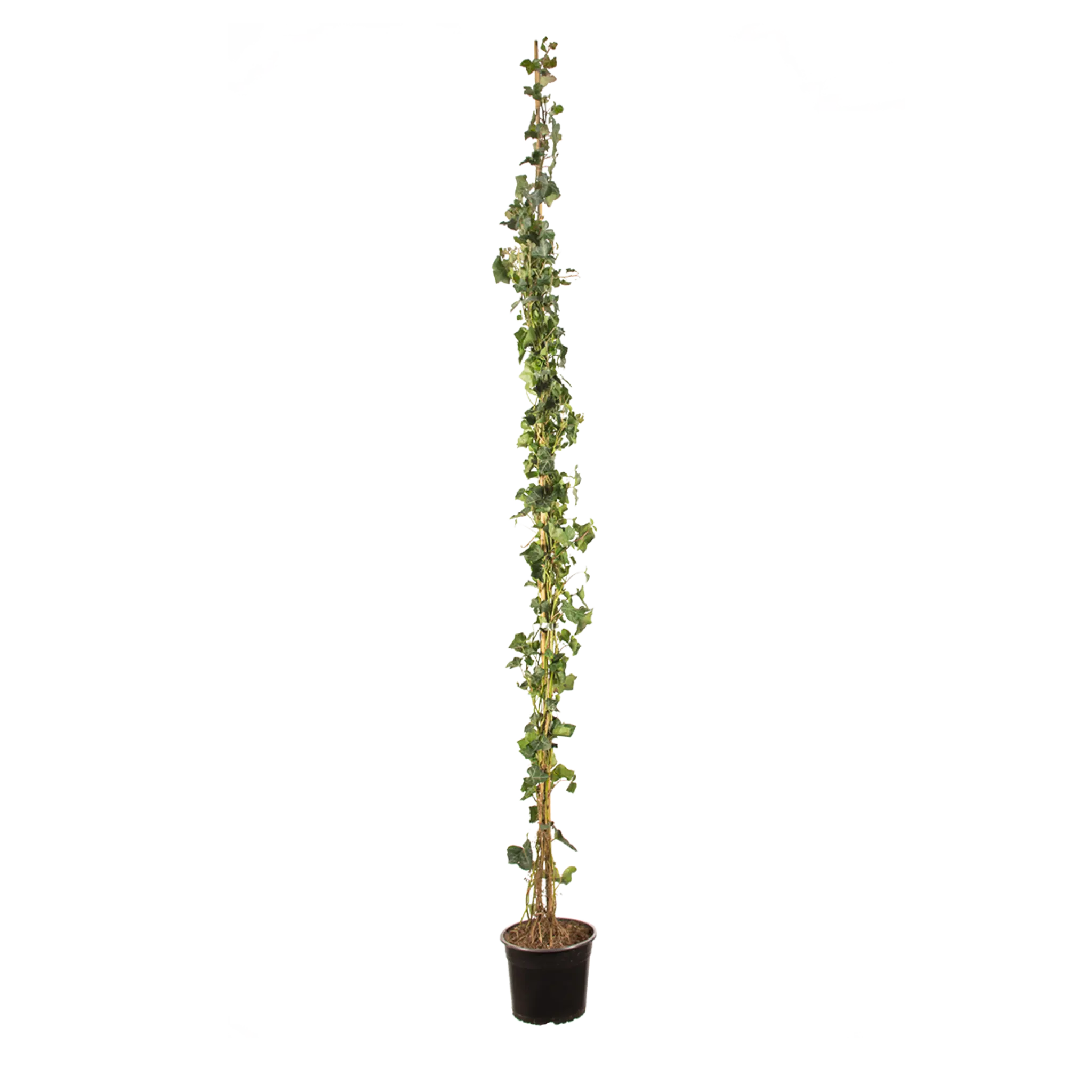 Grootbladige klimop