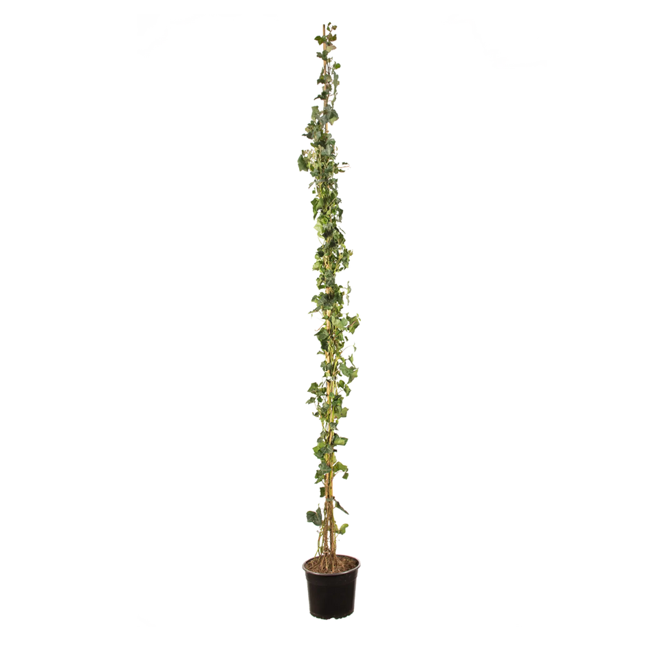 Grootbladige klimop