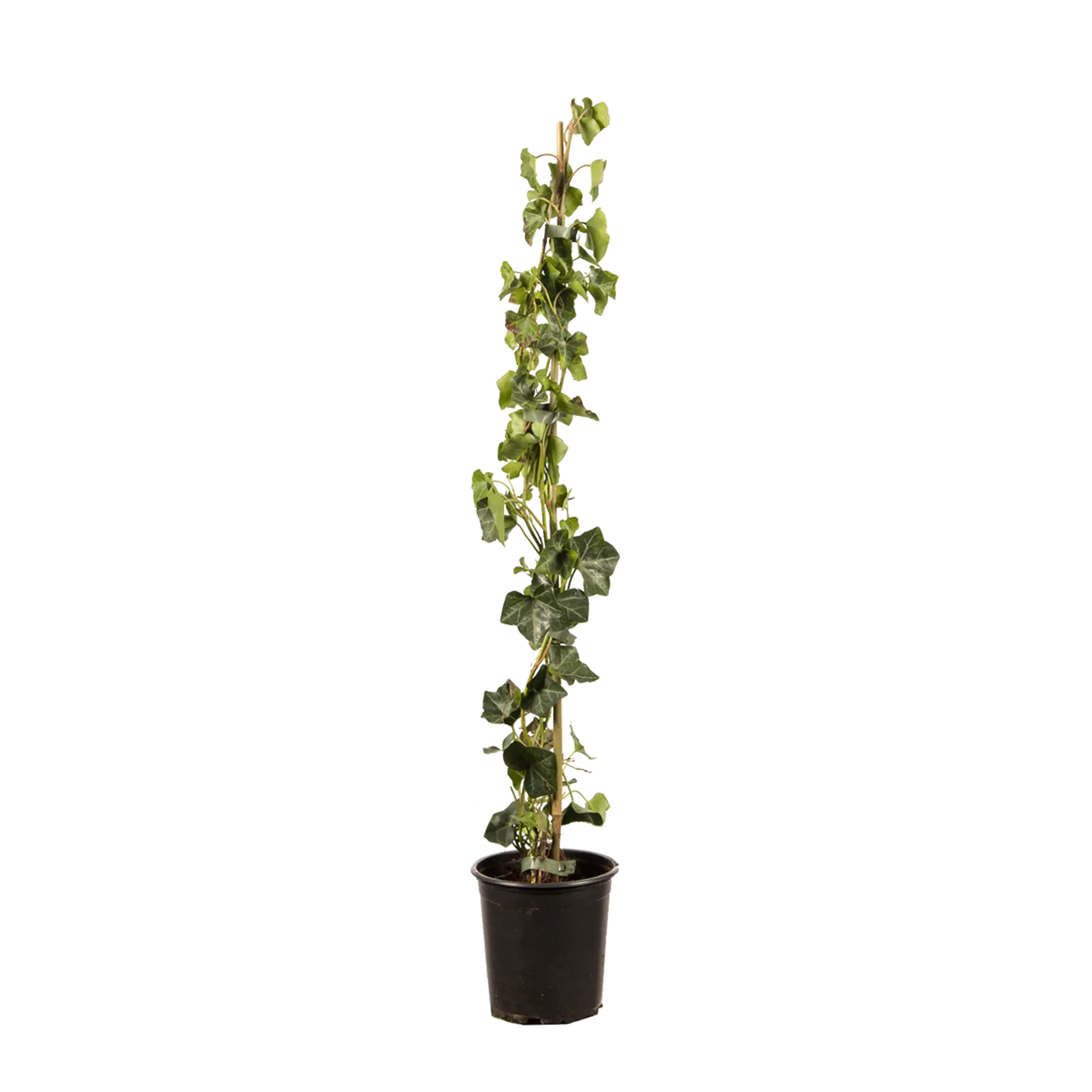 Grootbladige klimop