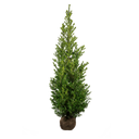 Japanse hulst Dark Green ®