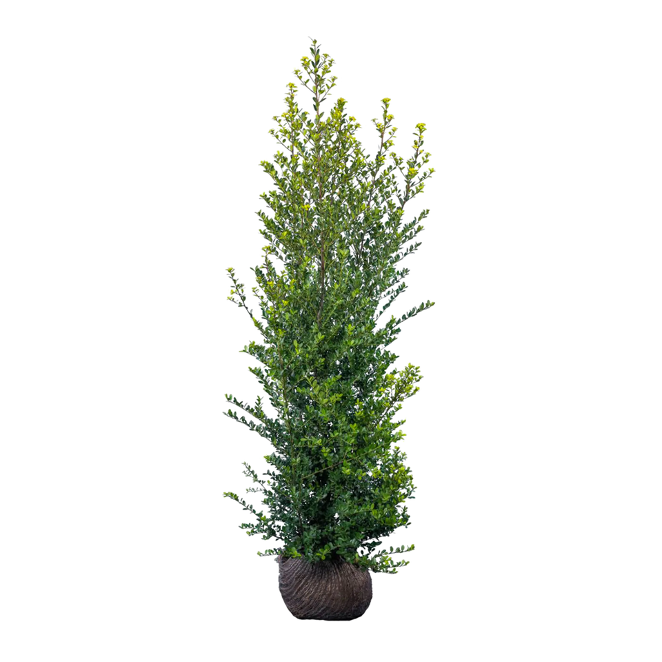 Japanse hulst Green Hedge