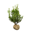 Japanse hulst Kanehirae