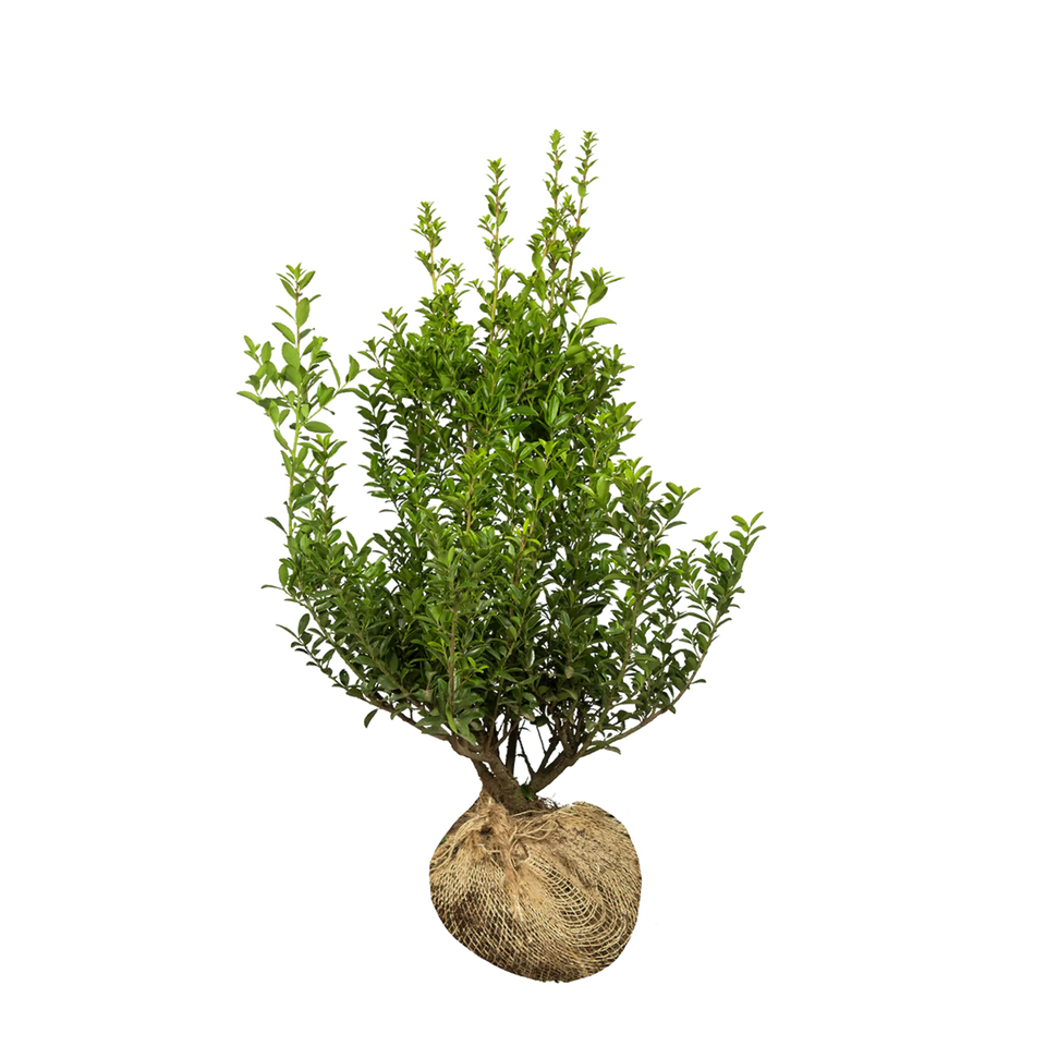 Japanse hulst Kanehirae