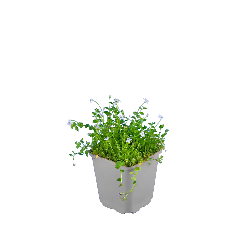 Laurentia, Blauwe grondkruiper