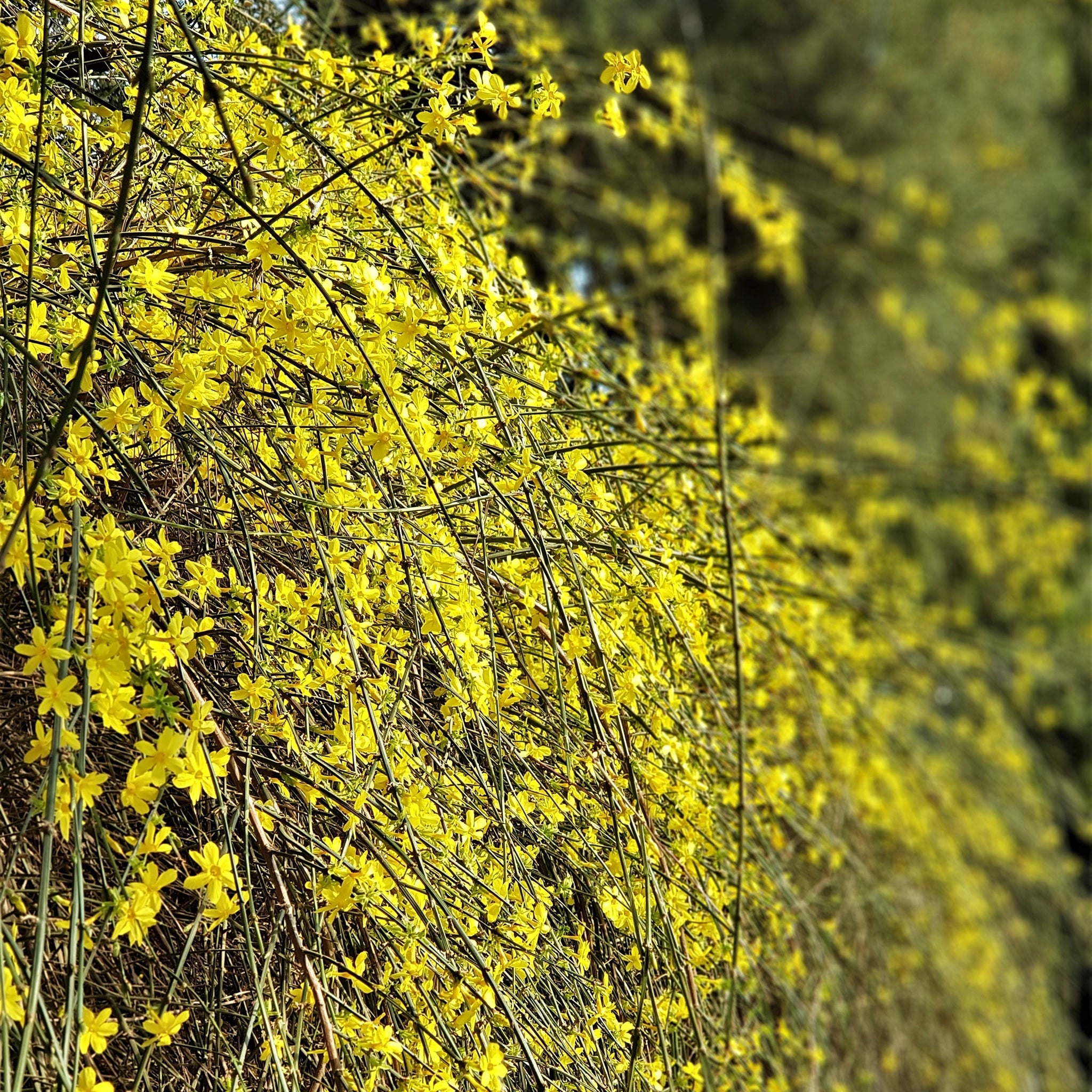 Jahon nudizmi Jahon nudizmi