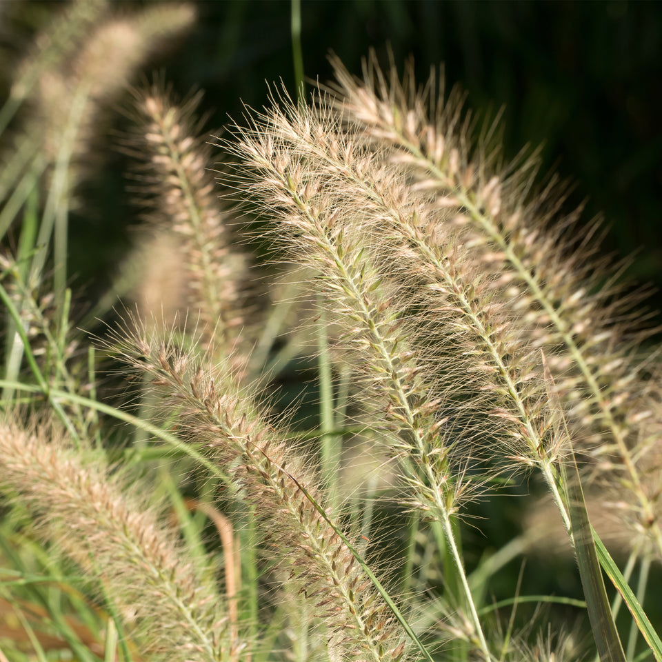 Lampepoetsersgras 'Little bunny'