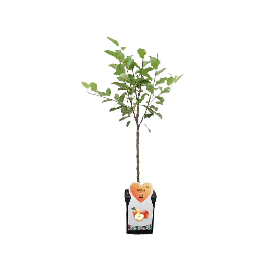 Appel 'Elstar'