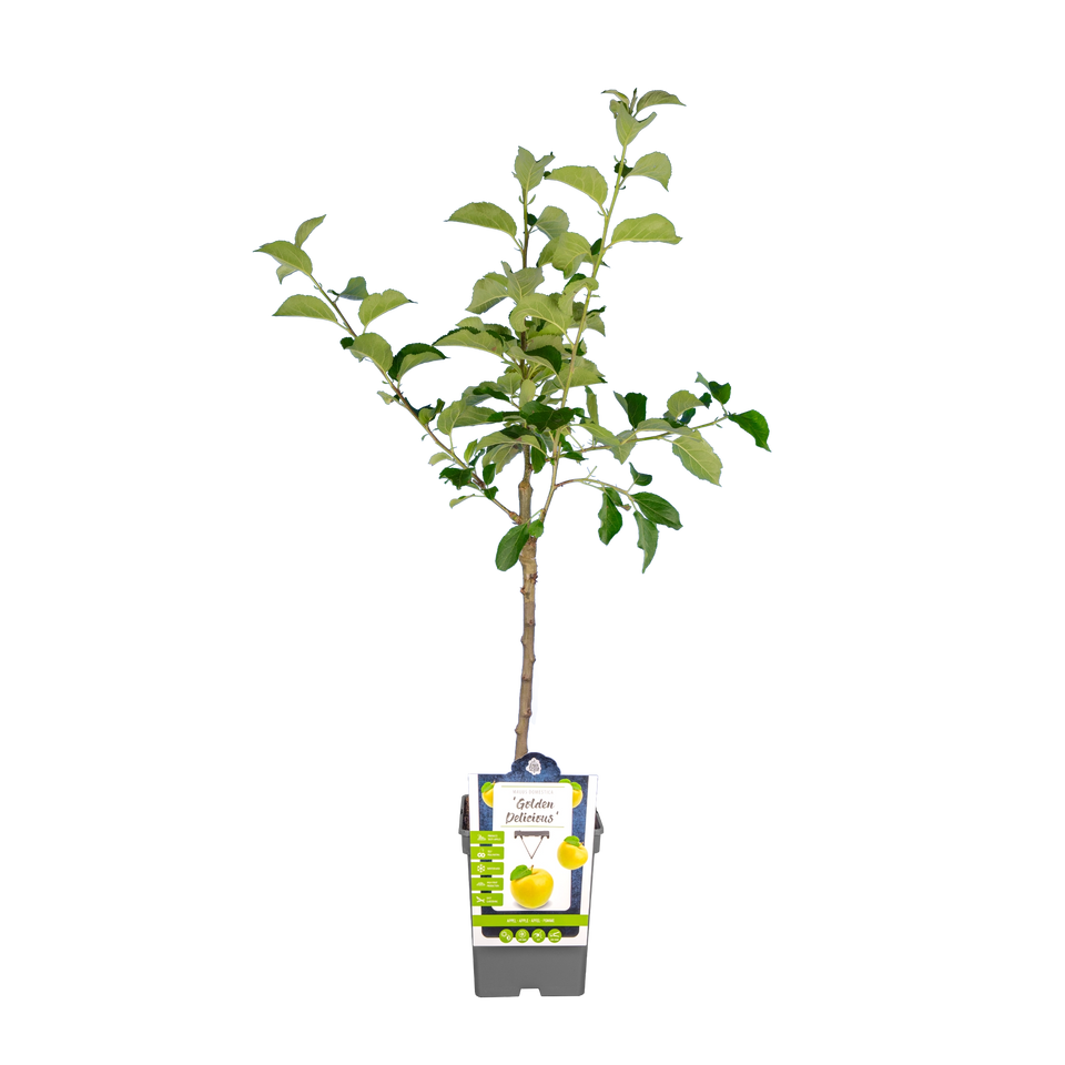 Appel 'Golden Delicious'