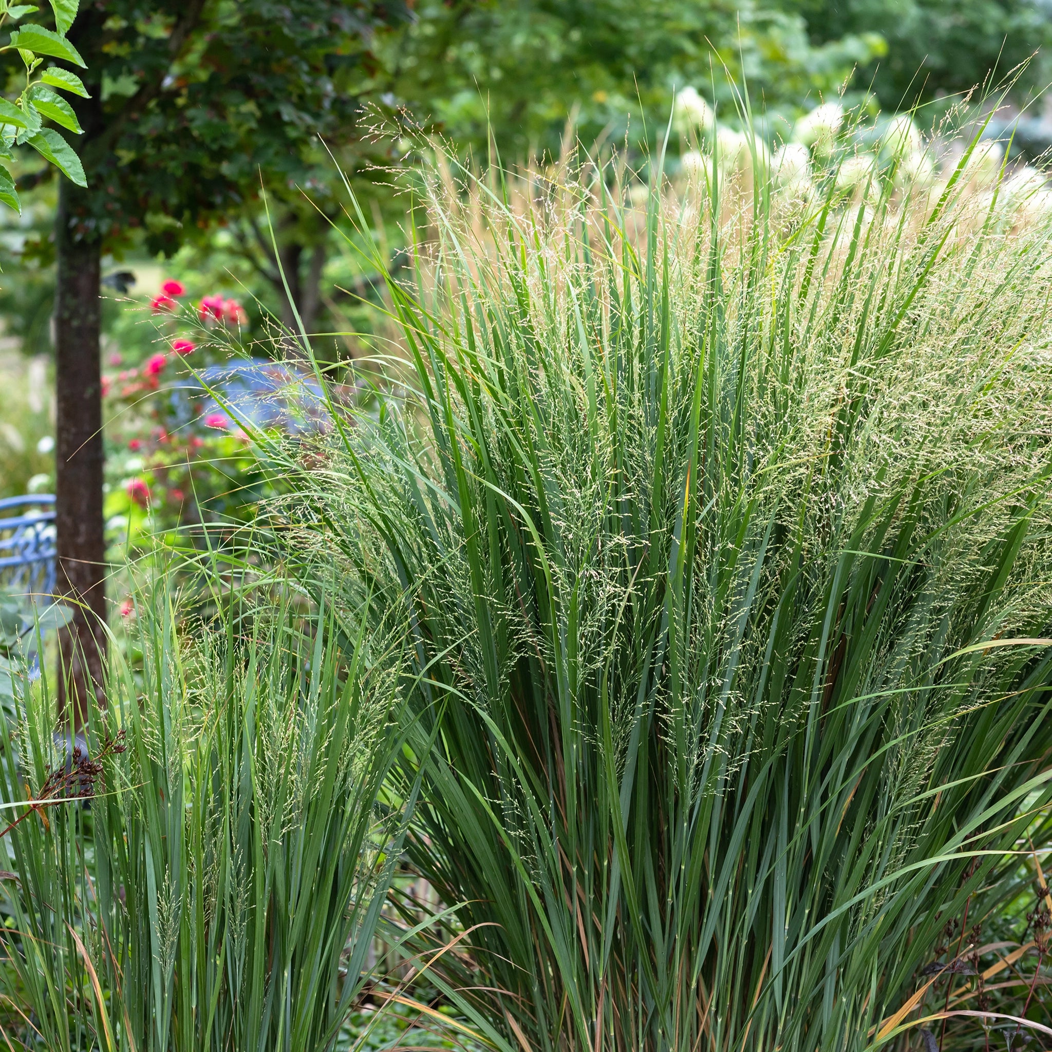 Panicum Virgatum Panicum Virgatum 'Prairie Sky' | Hoogeveen Plants
