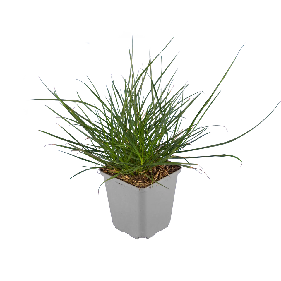 Lampepoetsersgras 'Little bunny'