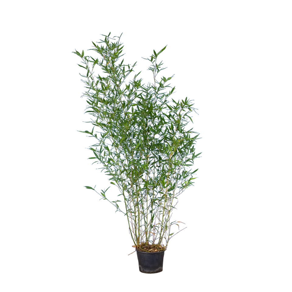 Bamboe Spectabilis