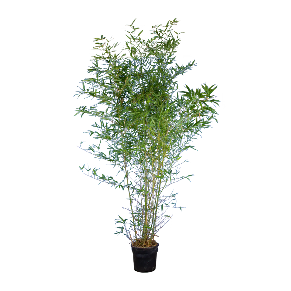 Bamboe Spectabilis
