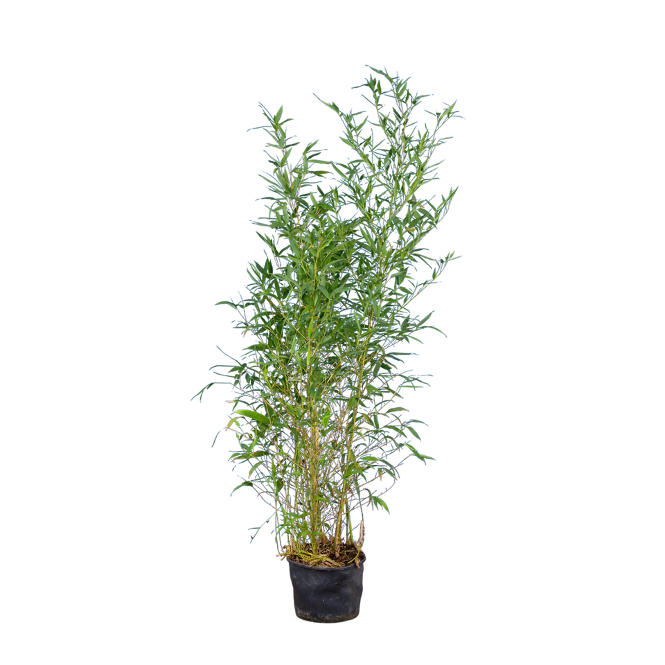 Bamboe Spectabilis