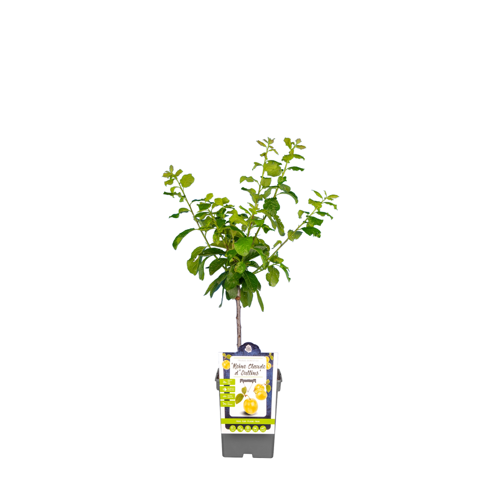 Pruim 'Reine Claude d'Oullins'