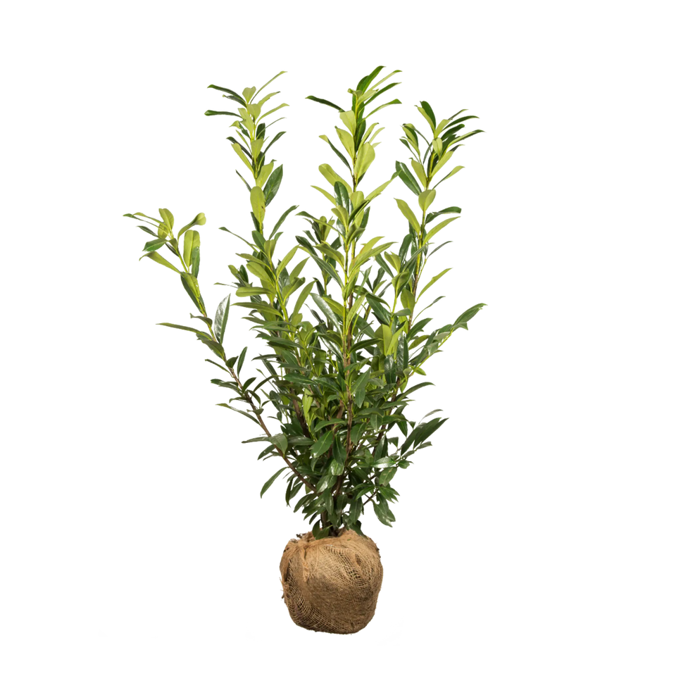 Laurier Caucasica