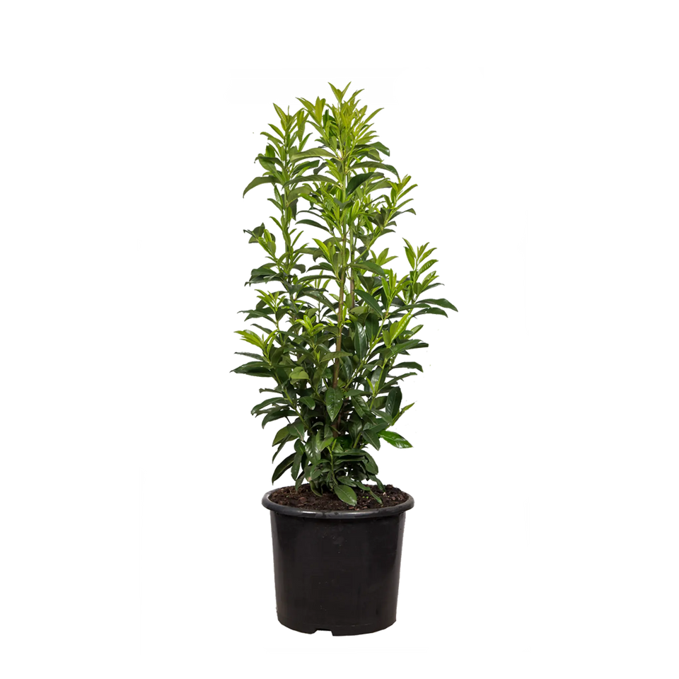 Laurier Genolia ®