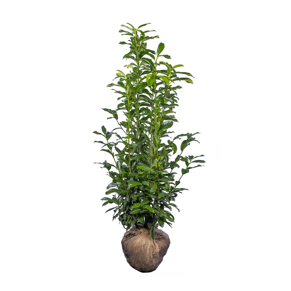 Laurier Genolia ®