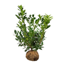 Laurier Green Lustre ®