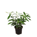 Laurier Herbergii