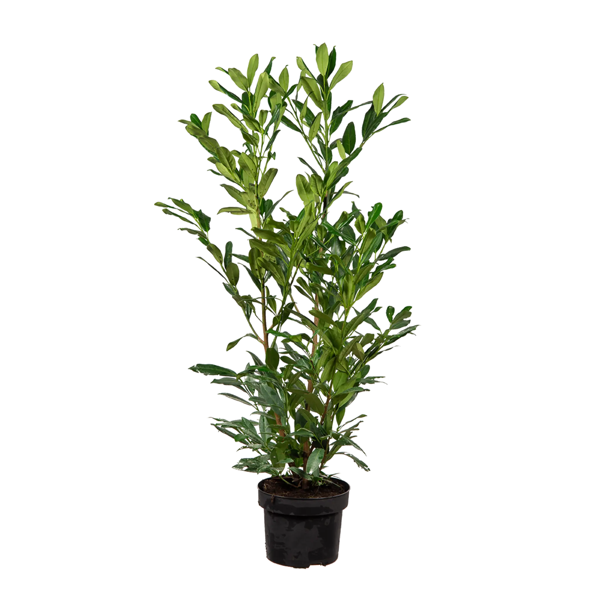 Laurier Herbergii