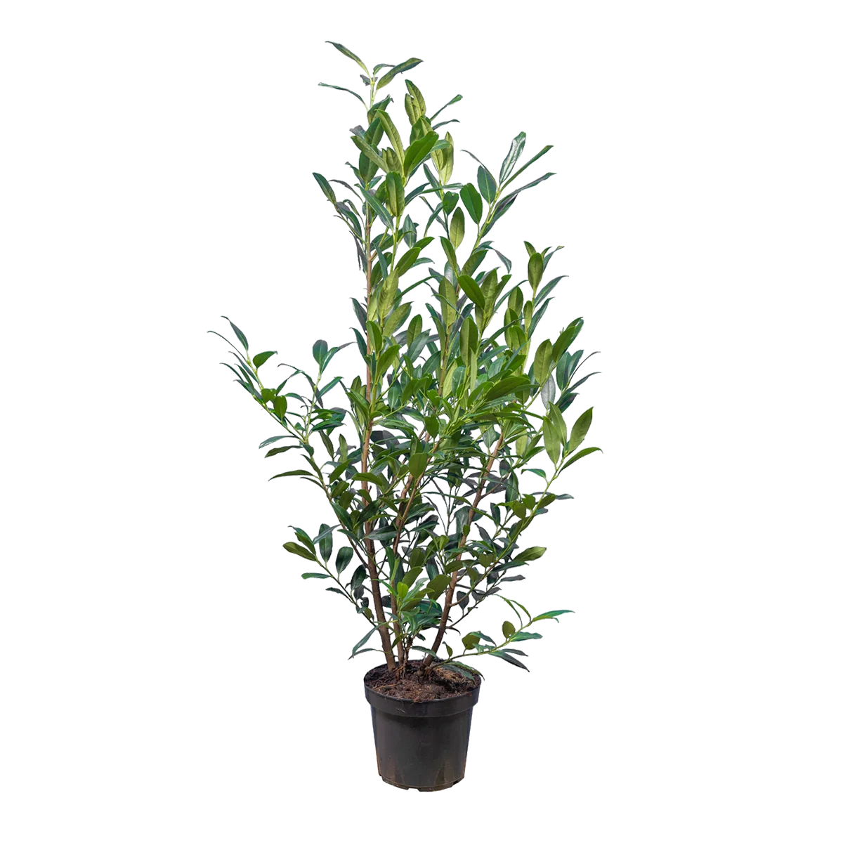 Laurier Herbergii