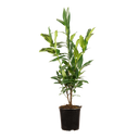 Laurier Herbergii