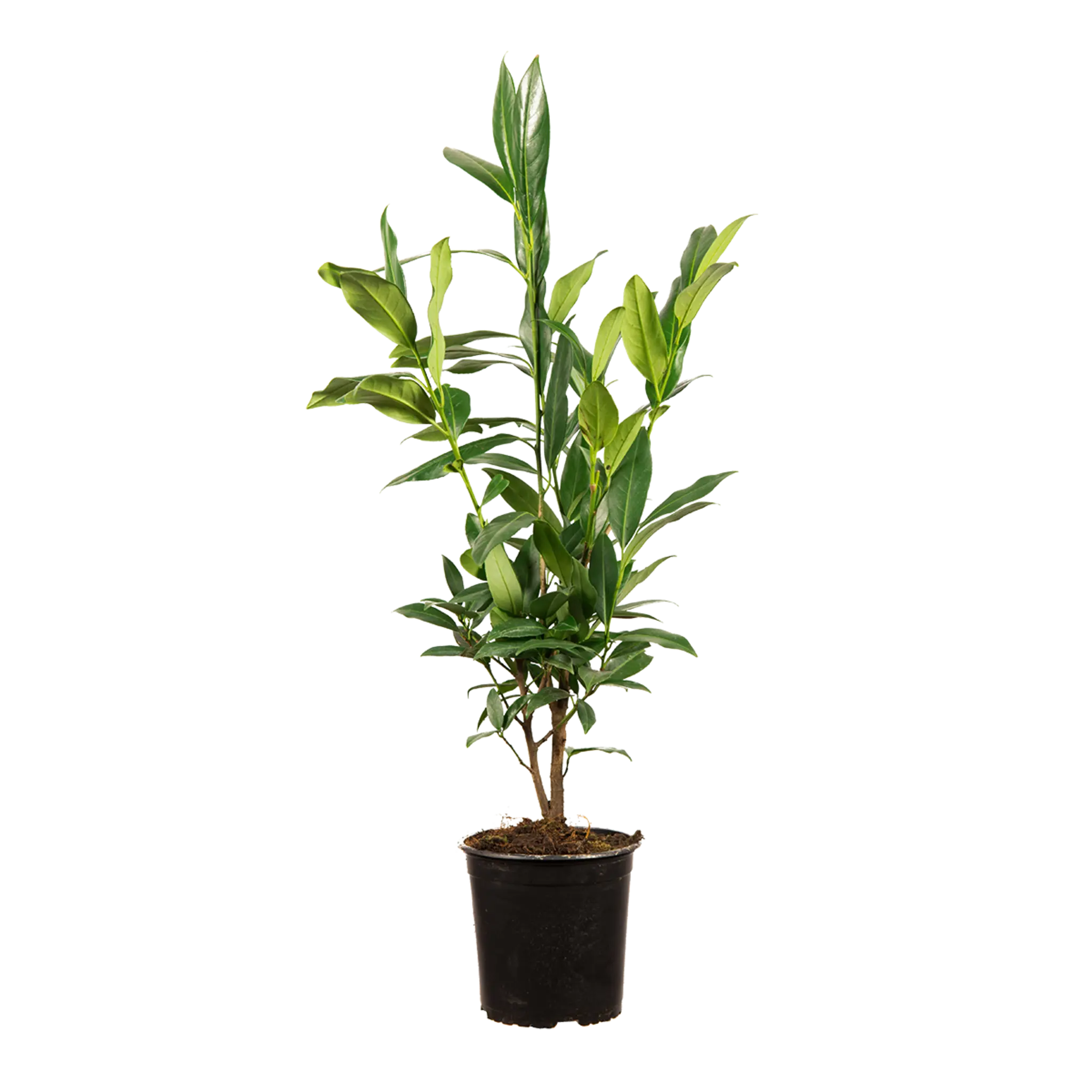 Laurier Herbergii