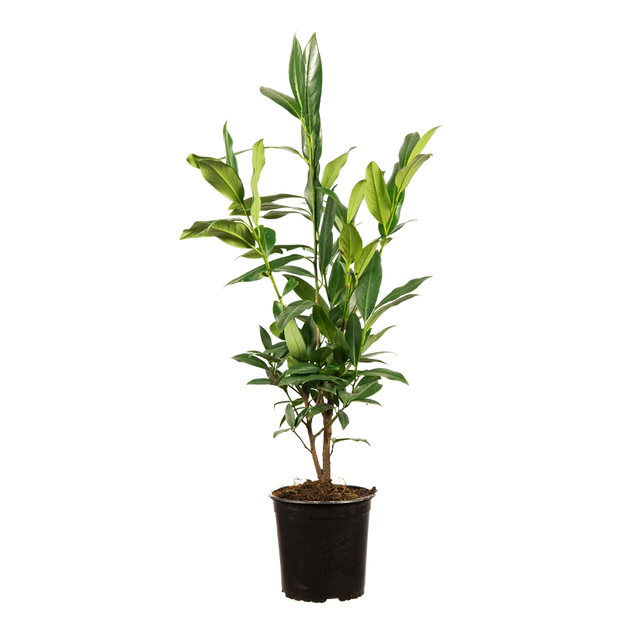 Laurier Herbergii
