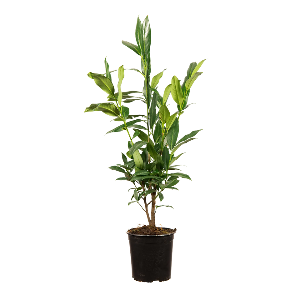 Laurier Herbergii