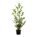 Laurier Herbergii