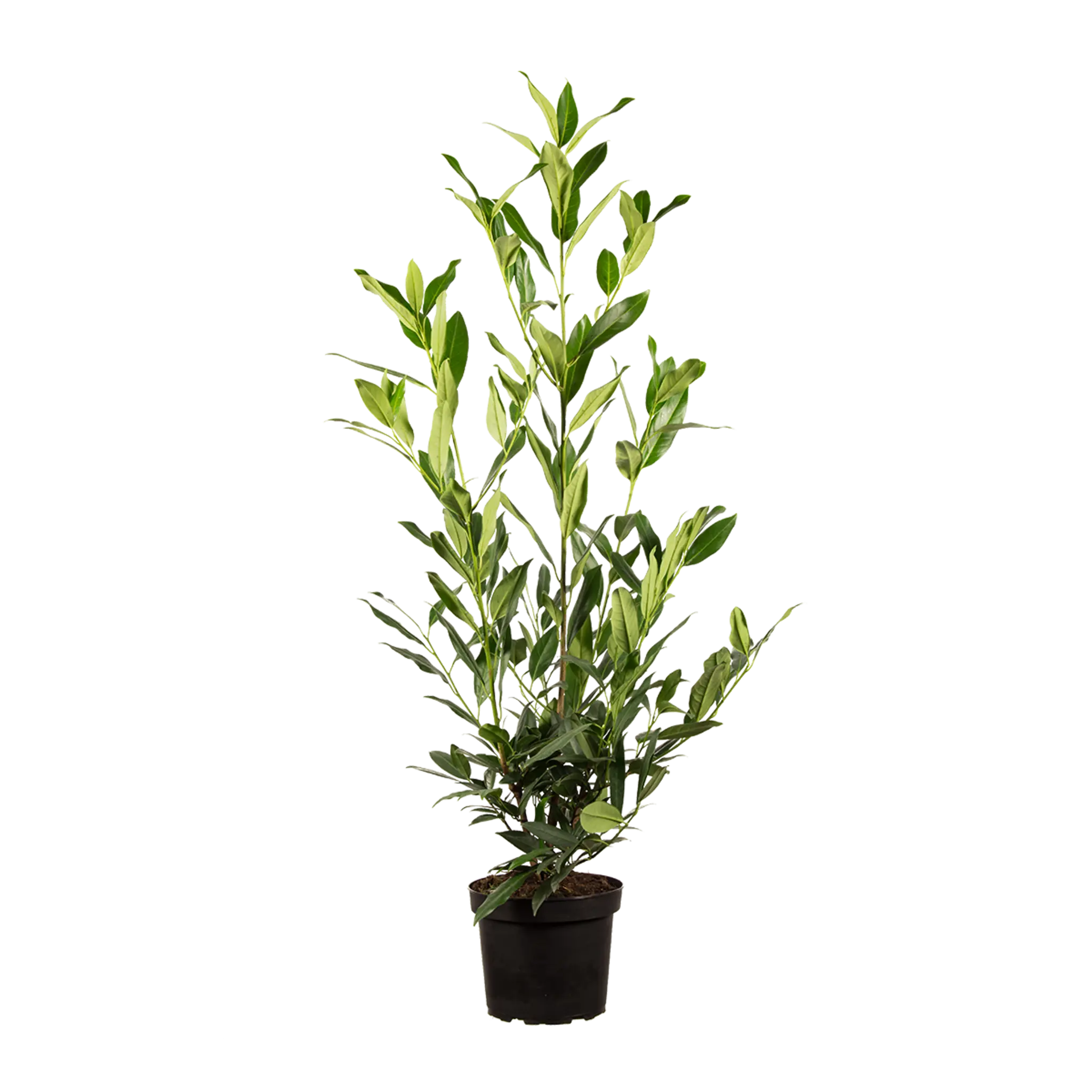 Laurier Herbergii
